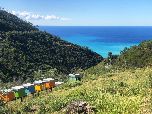 Lucchi e Guastalli - Tour 5 Terre in tasting - Vino, Olio e Miele