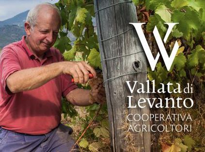 Cooperativa Agricola Levanto - Wine, Oil & Food Experience