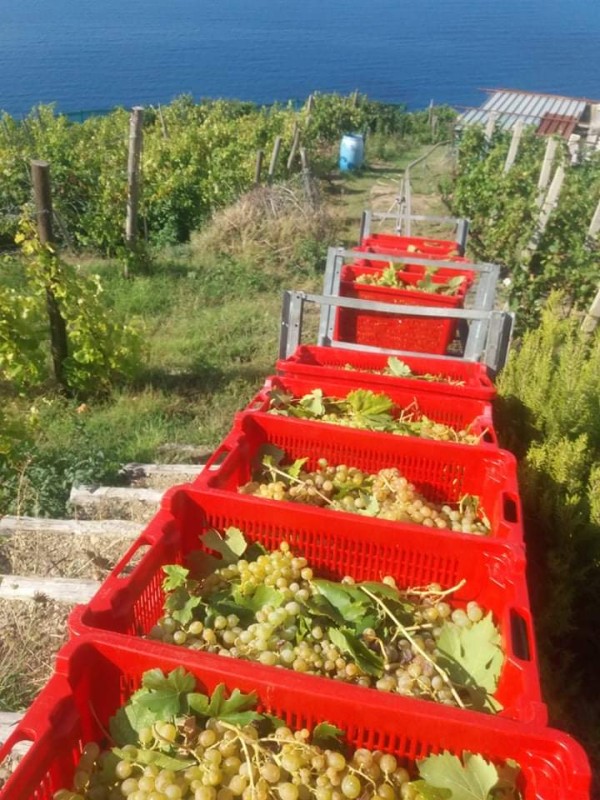 Stairway to Wine - Cantina Cappellini