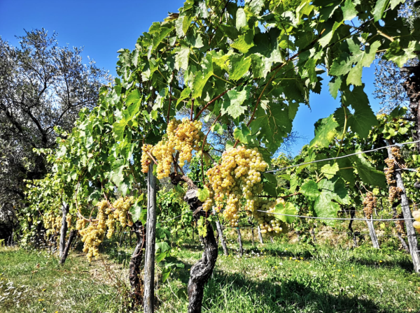 Tour Il Giardino - Lucchi e Guastalli